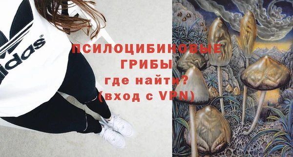 индика Ельня