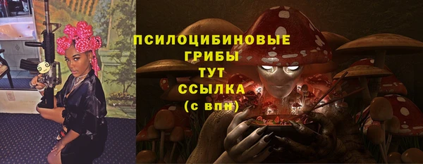 индика Ельня